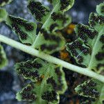 Woodsia oregana Feuille