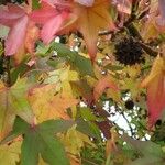 Liquidambar styracifluaبرگ