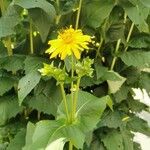 Silphium perfoliatum Çiçek