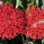 Kleinia fulgens Flower