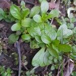 Valeriana locusta Leaf