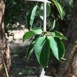 Canthium armatum Leaf