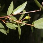 Psidium salutare Fruto