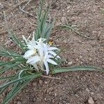 Leucocrinum montanum Flower