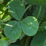 Trifolium occidentale ഇല