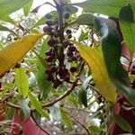 Myoporum laetum Fruit