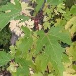 Acer × freemanii পাতা