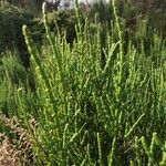 Salicornia fruticosaপাতা