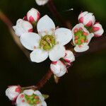 Micranthes californica Flor