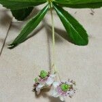 Chimaphila umbellata Květ