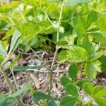 Baptisia tinctoria Ŝelo