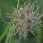 Trifolium stellatum (Flower)