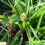 Cyperus metzii Leaf