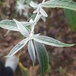 Buddleja davidii Ліст