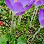 Crocus tommasinianus Alkat (teljes növény)