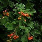 Viburnum opulusFroito