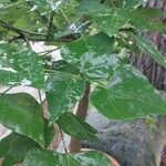 Erythrina caffra Hoja