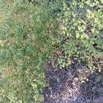 Euphorbia segetalis ᱵᱟᱦᱟ