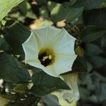 Ipomoea corymbosa Flower