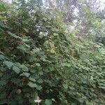 Rubus alceifolius Habitus