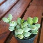 Cotyledon pendens Yaprak