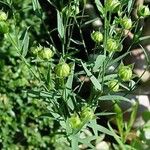 Linum usitatissimum Habitatea