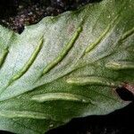 Asplenium riparium Leaf