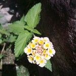 Lantana camaraFlower