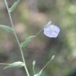 Evolvulus alsinoides Blomma