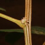 Paullinia bracteosa 樹皮