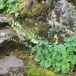 Campanula alliariifolia Elinympäristö