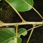 Ficus citrifolia Leaf