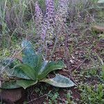 Ledebouria revoluta Хабит