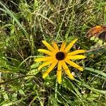 Rudbeckia hirtaЦвят