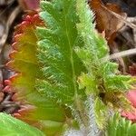 Erodium botrys Hoja