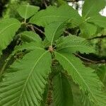 Quercus pontica Blatt