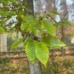 Carpinus orientalisLeaf