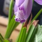 Bletilla striata Квітка