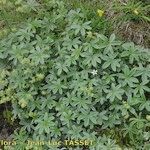 Alchemilla amphisericea Habitus