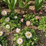 Bellis perennisЦвят