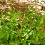 Astilbe japonica Blüte