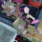 Atriplex hortensis Hoja