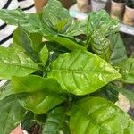 Coffea arabica Blatt