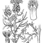 Centaurea corymbosa 其他