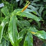 Heliconia aurantiaca