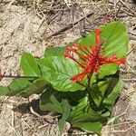 Odontonema tubaeforme Leaf