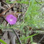 Ipomoea capillacea Elinympäristö