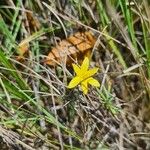 Hypoxis juncea Flower