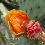 Opuntia engelmannii Flower