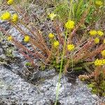 Petrosedum montanum Kukka